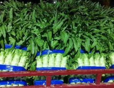 兰陵县精品尖叶莴笋大量上市，一斤半以上