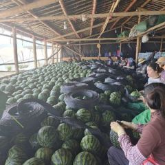 精品头茬无籽麒麟瓜，物美价廉！