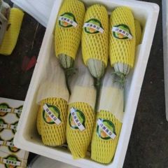 山东最大博洋61博洋9号主产地