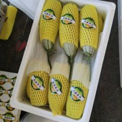 山东最大的香瓜 甜瓜产地