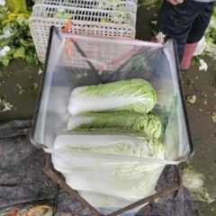 肥城冷库库存北京三号大白菜净菜！半净菜大量供应