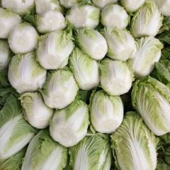 兰陵县大棚白菜大量上市