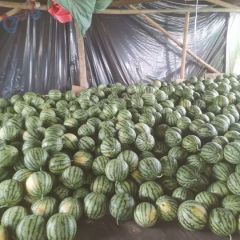 优质西瓜出售，品质高价格低