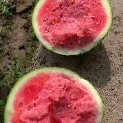 云南精品大掤无籽美都麒麟西瓜