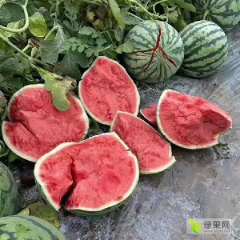全国供应质量优等8424.美都西瓜