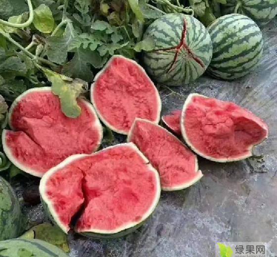 2023年河南夏邑美都价格