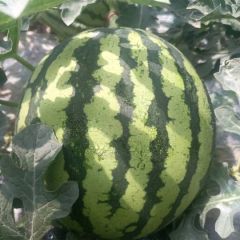 云南大棚无籽美都