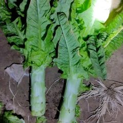 沂南，黄心大白菜，莴苣，黄瓜。大量上市了。
