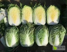兰陵县精品黄心大白菜大量供应，各种规格都有，产地直发物流