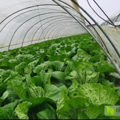 东台春季大白菜3月底大量上市