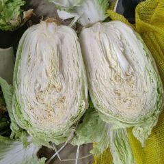 供应北京，青杂三号白菜