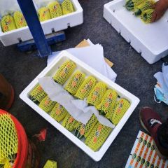 山东地区，羊角蜜，博洋9，2K,冰糖子，山客蜜