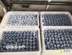 优质蓝莓果粉一流质量一流