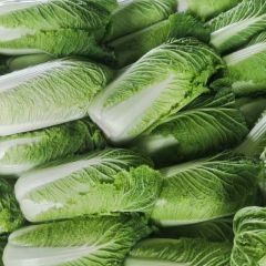 唐山乐亭大白菜 地窖冬储白菜 各种包装需要联系