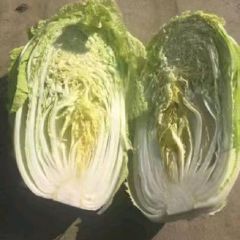 陕西三原县万吨冷库大白菜出售