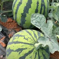 云南精品头茬无籽美都