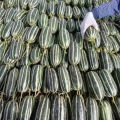 山东羊角蜜博洋九号甜瓜口感脆甜条形好量大承接商超电商批发