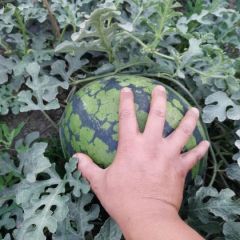 本团队常年代购代销质量三包