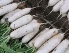 郑州黄河滩数百亩白萝卜大量上市，欢迎订购