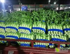 兰陵县精品尖叶莴笋大量供应，产地直发，价格不高