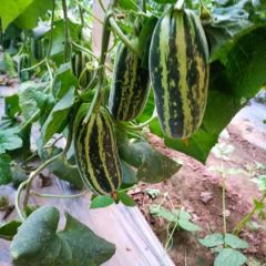 供应博洋九甜瓜，欢迎采购