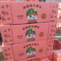 山东青州昌乐小糖丸西瓜继续出货中