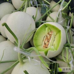 山东莘县玉菇甜瓜，冰清玉菇大量现货供应