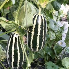 万亩甜瓜基地，甜瓜大量上市