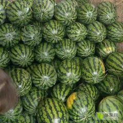 广西南宁露天西瓜甜王、黑美人上市了