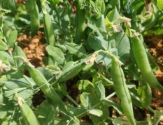 2024年安徽豌豆种植基地大量代办、代发豌豆角