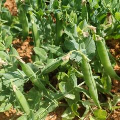 2024年安徽豌豆种植基地大量代办、代发豌豆角