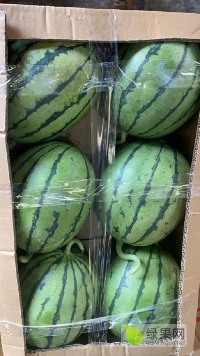 早春红玉价格