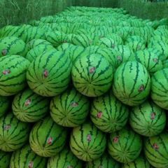 代发宁夏各产区优质西瓜至全国