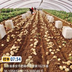 山东泰安肥城荷兰十五三膜棚土豆大量上市