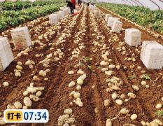 山东泰安肥城荷兰十五三膜棚土豆大量上市
