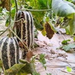 供应大量甜瓜，欢迎采购