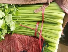 河北邯郸大量蔬菜上市，大量有货