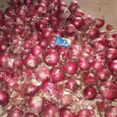 大量供应洋葱大蒜，冷库储存加工