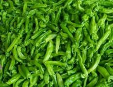 兰陵县精品301辣椒大量供应，301泡椒，产地直发物流全国