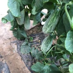 山东省潍坊市羊角蜜甜瓜大批量批发