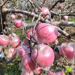 村民十万斤红富士苹果急需处理