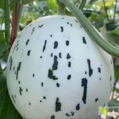菏泽单县甜瓜大量上市