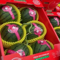 山东潍坊周健专供小糖丸西瓜 