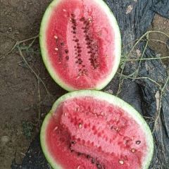 山东聊城许营镇西瓜大量上市