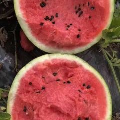 山东莘县果蔬代收韩平