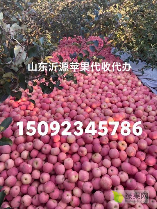 2023年山东沂源红富士价格