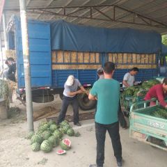 巨鹿优质甜王西瓜