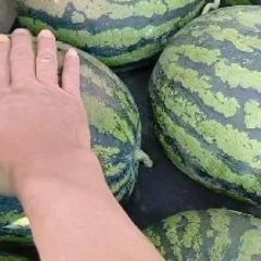 南宁西瓜甜王、黑美人