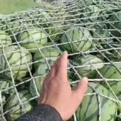 夏邑西瓜大量上市中