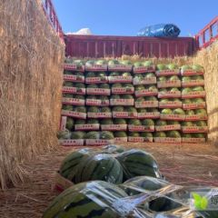 夏邑美都、麒麟西瓜大量上市